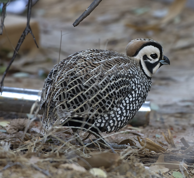 Montezuma_Quail_15_AZ_009