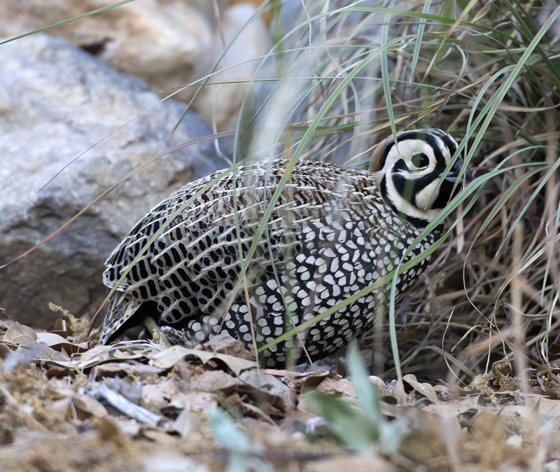 Montezuma_Quail_15_AZ_040