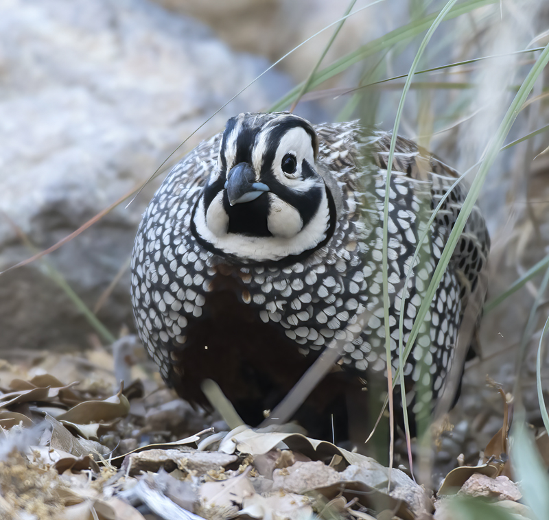 Montezuma_Quail_15_AZ_042