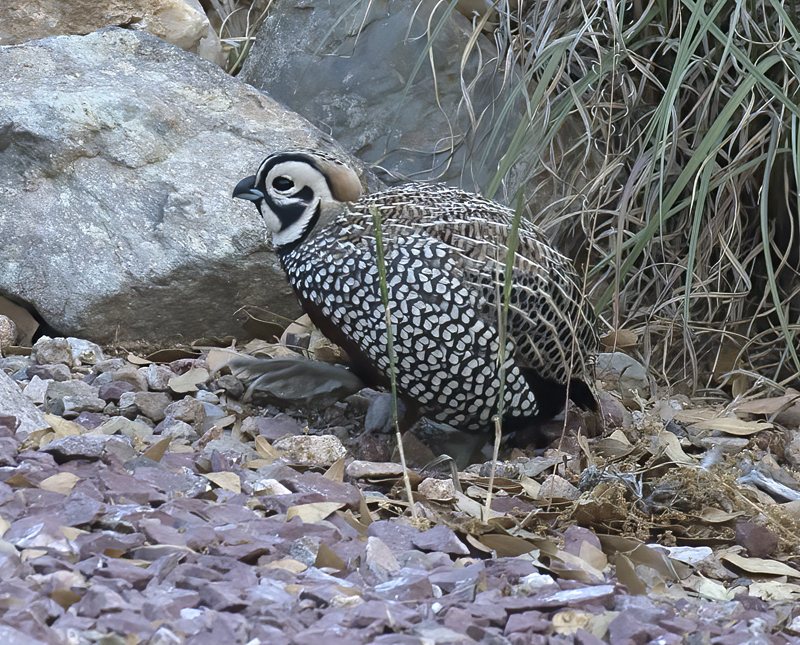 Montezuma_Quail_15_AZ_043