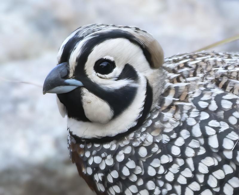 Montezuma_Quail_15_AZ_047