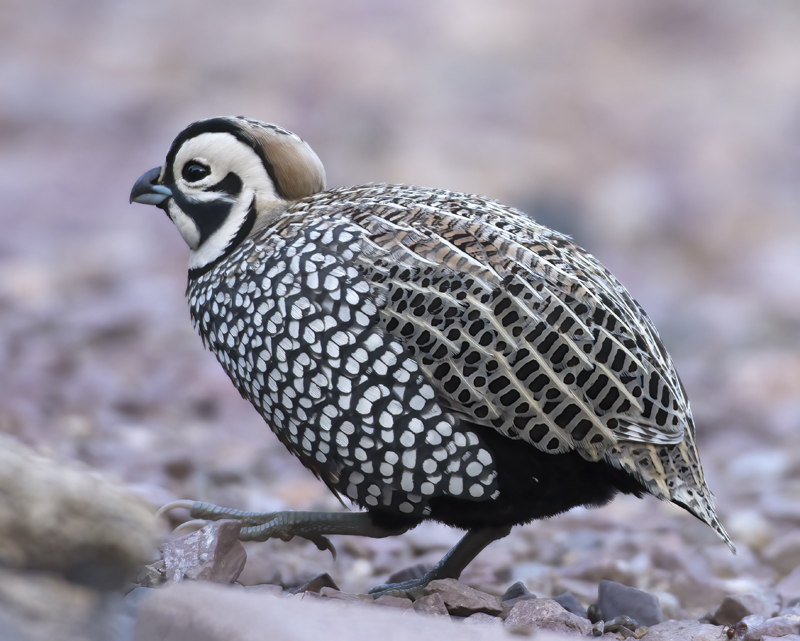 Montezuma_Quail_15_AZ_055
