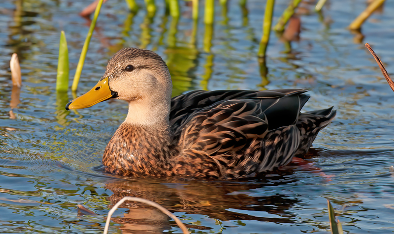 Mottled_Duck_09_FL_001