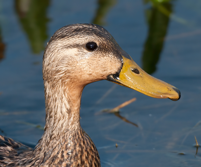 Mottled_Duck_10_FL_003