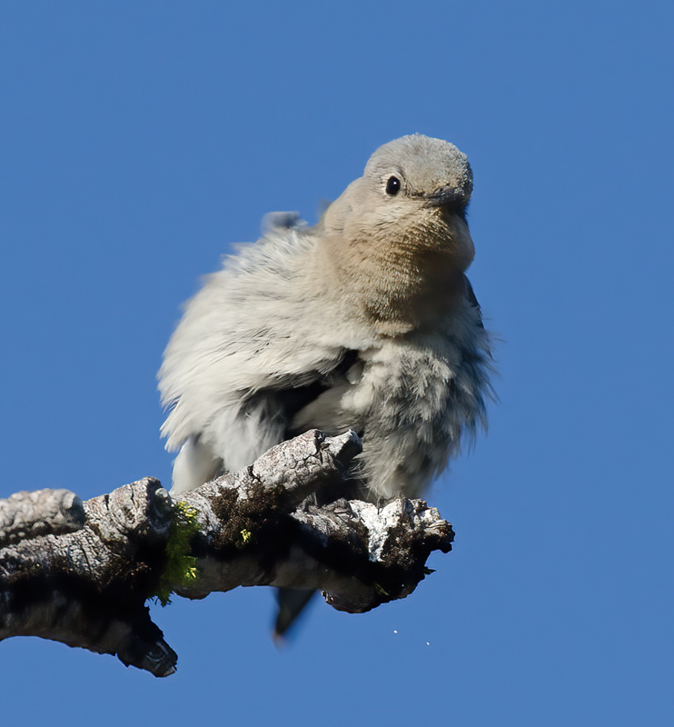 Mountain_Bluebird_13_OR_017