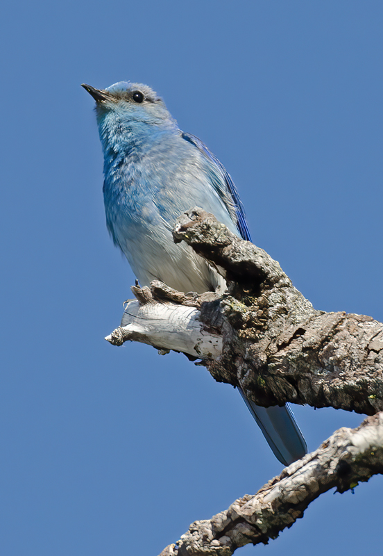 Mountain_Bluebird_13_OR_027