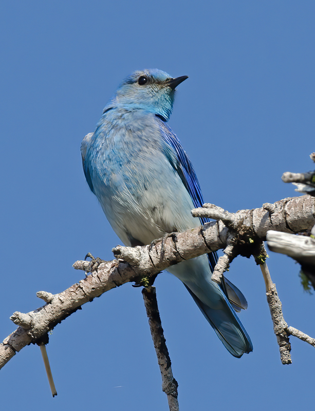 Mountain_Bluebird_13_OR_033