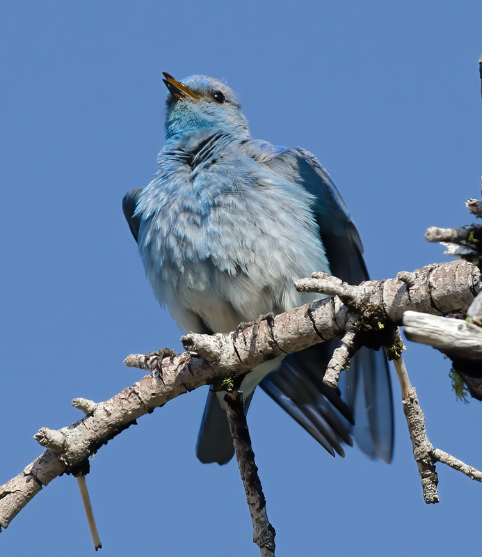Mountain_Bluebird_13_OR_042