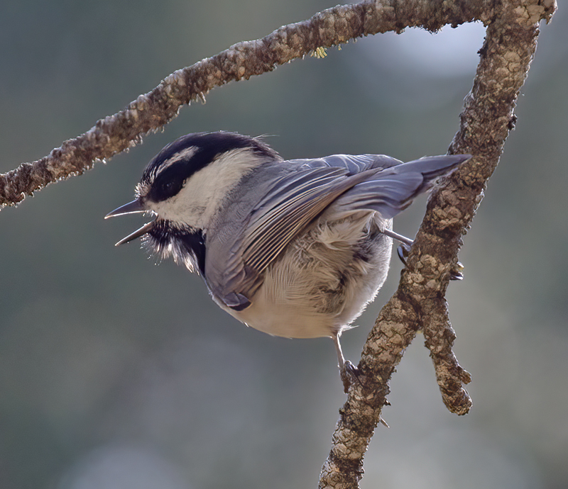 Mountain_Chickadee_14_CA_030