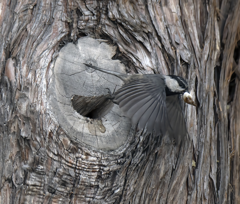 Mountain_Chickadee_17_OR_002