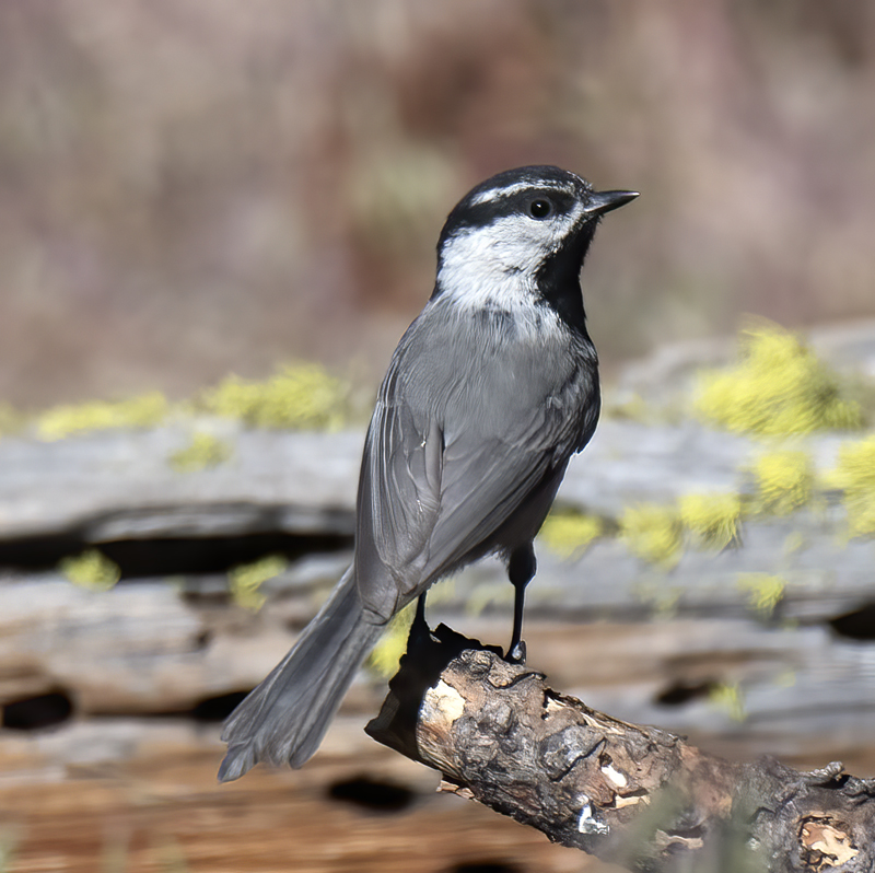 Mountain_Chickadee_17_OR_009