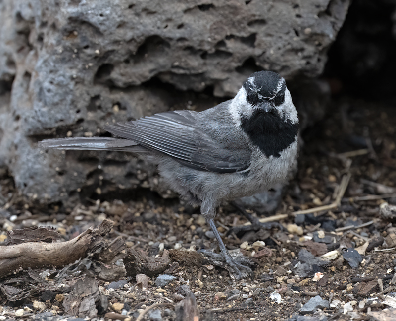 Mountain_Chickadee_23_OR_C_002