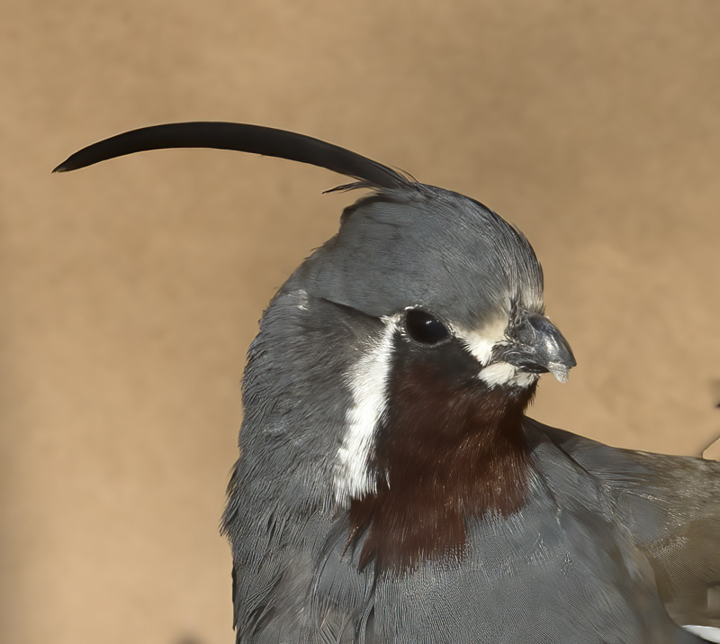 Mountain_Quail_16_CA_087