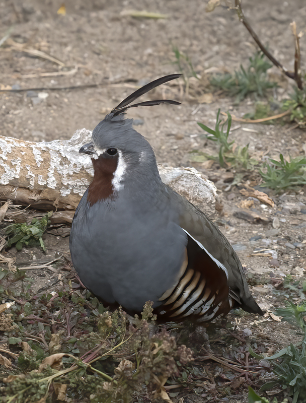 Mountain_Quail_16_CA_181