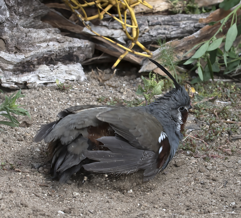 Mountain_Quail_16_CA_187