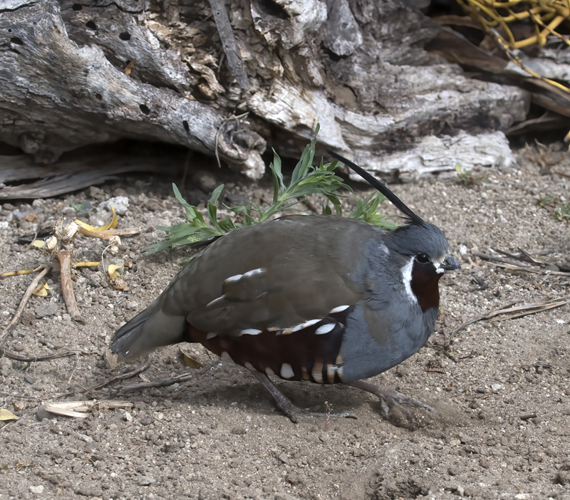 Mountain_Quail_16_CA_189