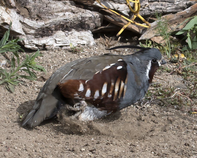 Mountain_Quail_16_CA_192