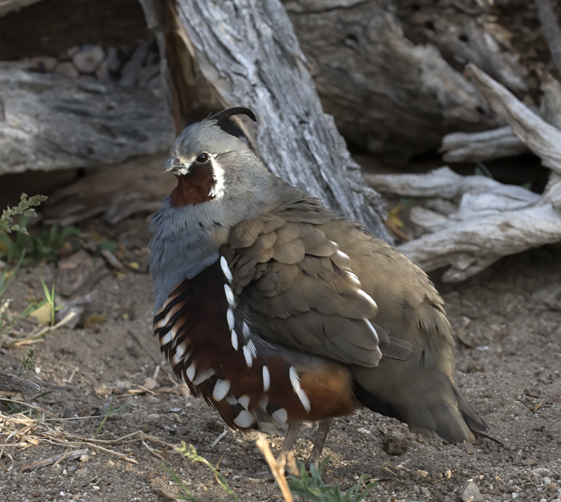 Mountain_Quail_16_CA_210