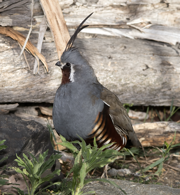 Mountain_Quail_16_CA_229