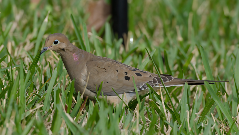 Mourning_Dove_12_FL_002