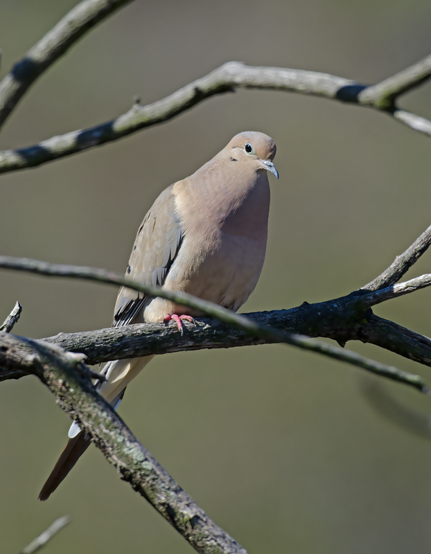 Mourning_Dove_14_CA_001