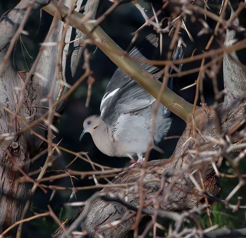 Mourning_Dove_14_CA_005