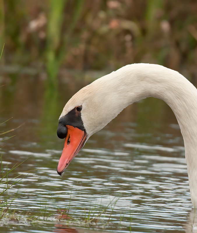 Mute_Swan_12_NJ_008