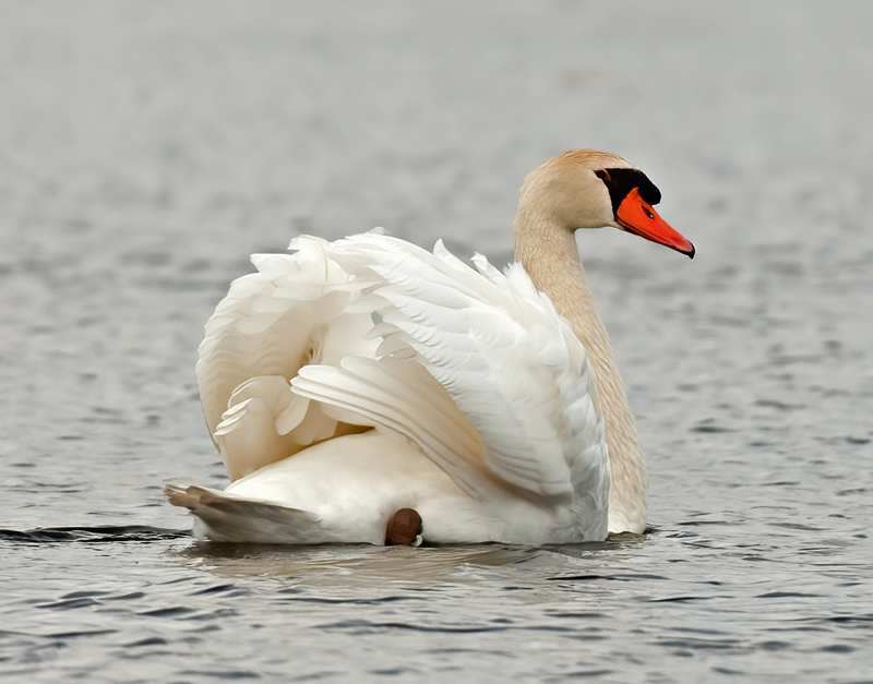 Mute_Swan_12_NJ_013