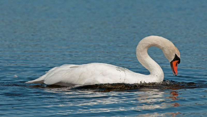 Mute_Swan_12_NJ_022