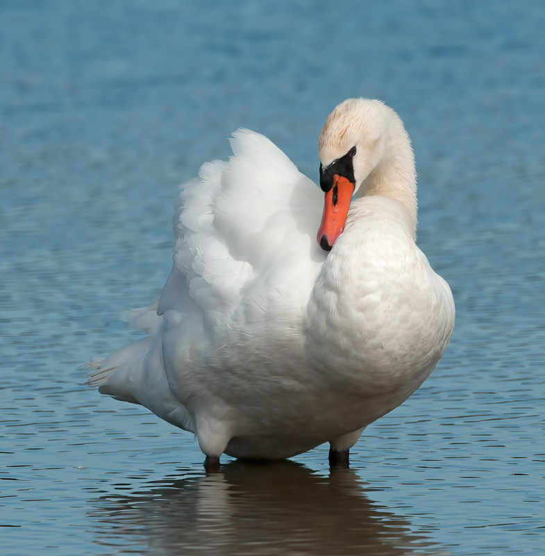 Mute_Swan_12_NJ_028
