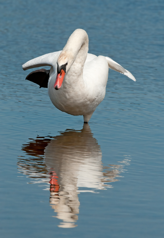 Mute_Swan_12_NJ_032