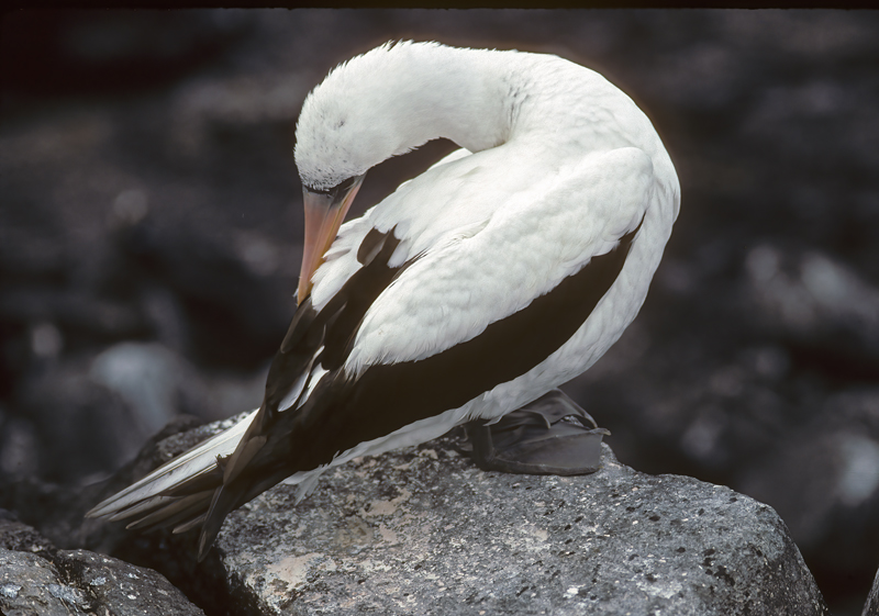 Nazca_Booby_97_Galapagos_005