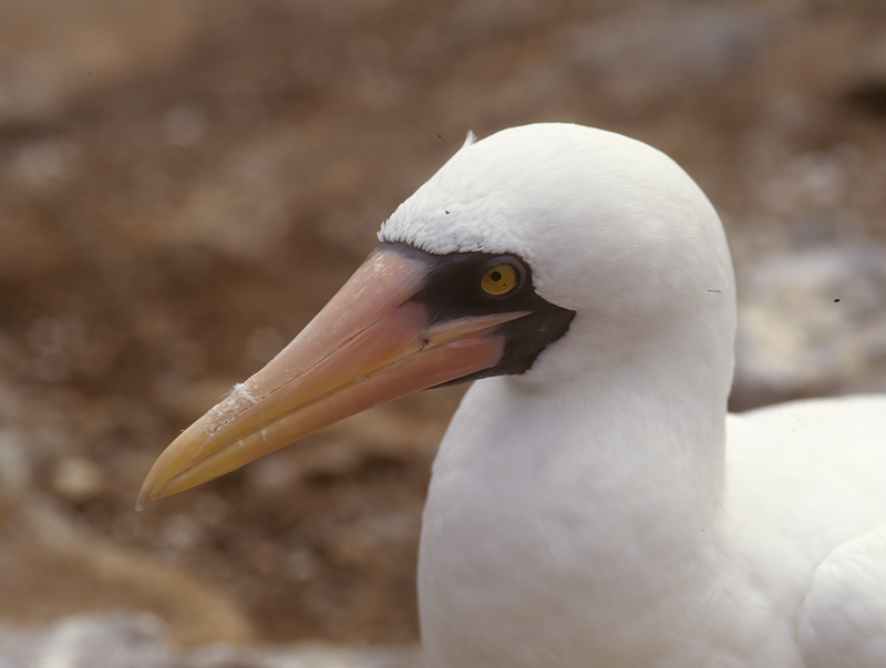Nazca_Booby_97_Galapagos_008