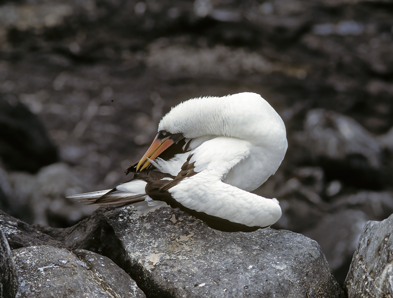 Nazca_Booby_97_Galapagos_010
