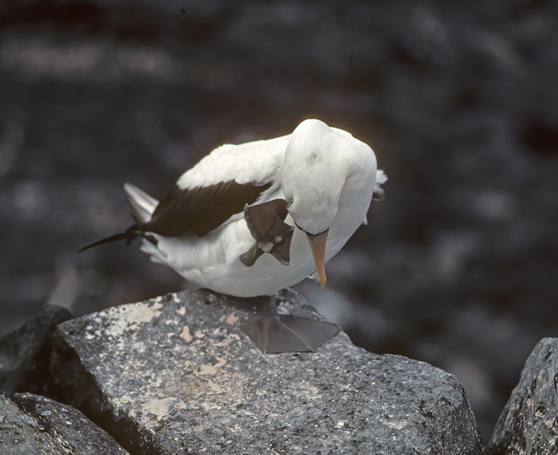 Nazca_Booby_97_Galapagos_016
