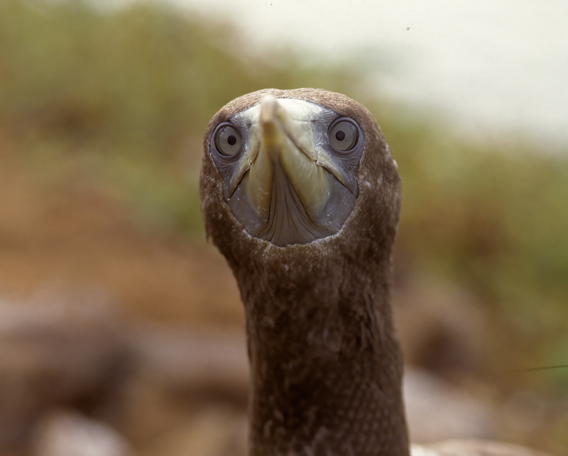 Nazca_Booby_97_Galapagos_024