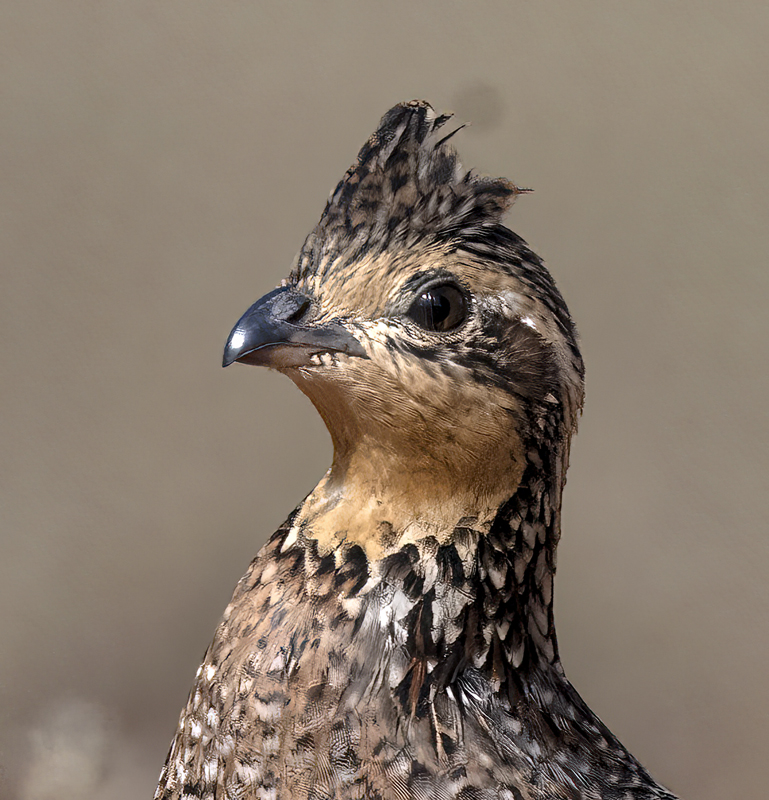 Northern_Bobwhite_22_TX_013