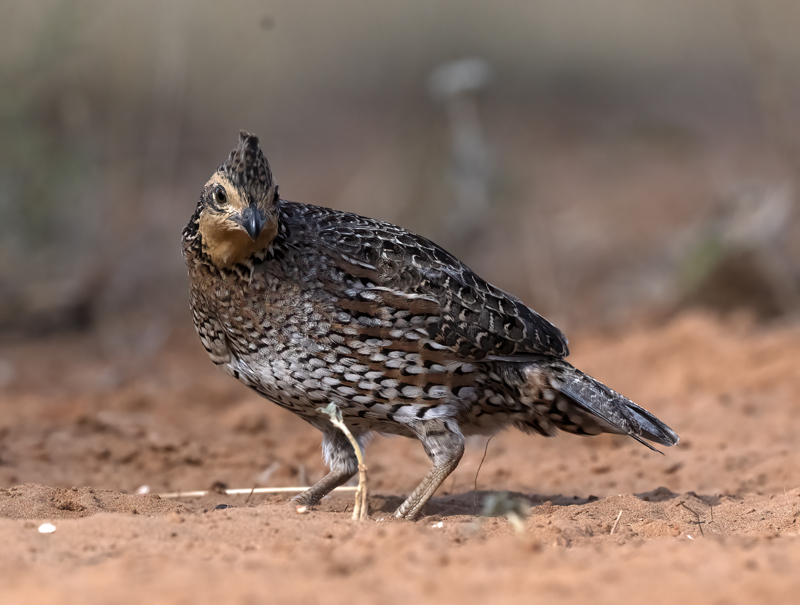 Northern_Bobwhite_22_TX_023