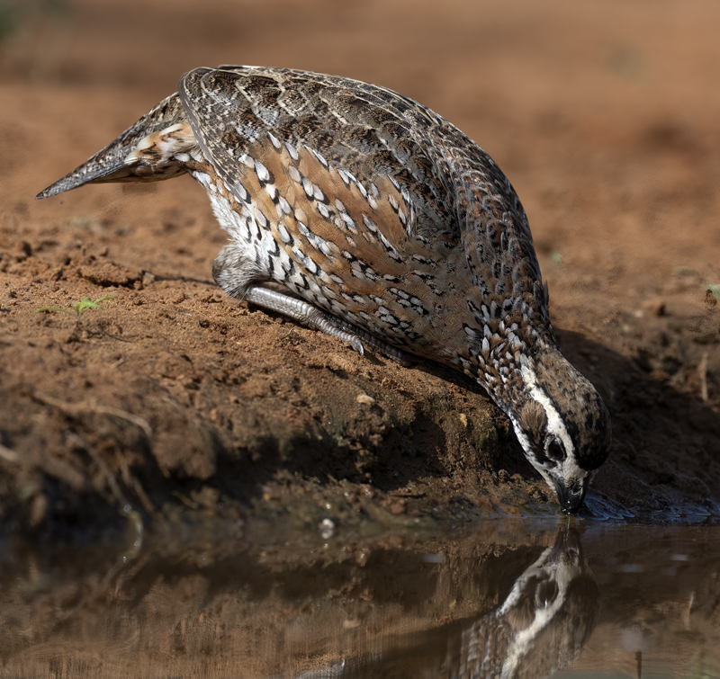 Northern_Bobwhite_22_TX_028