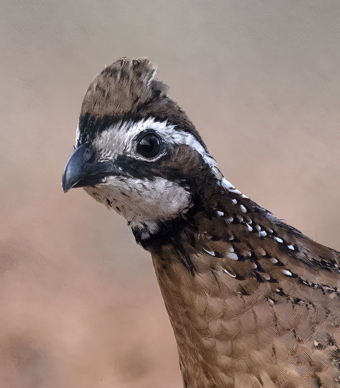 Northern_Bobwhite_22_TX_047
