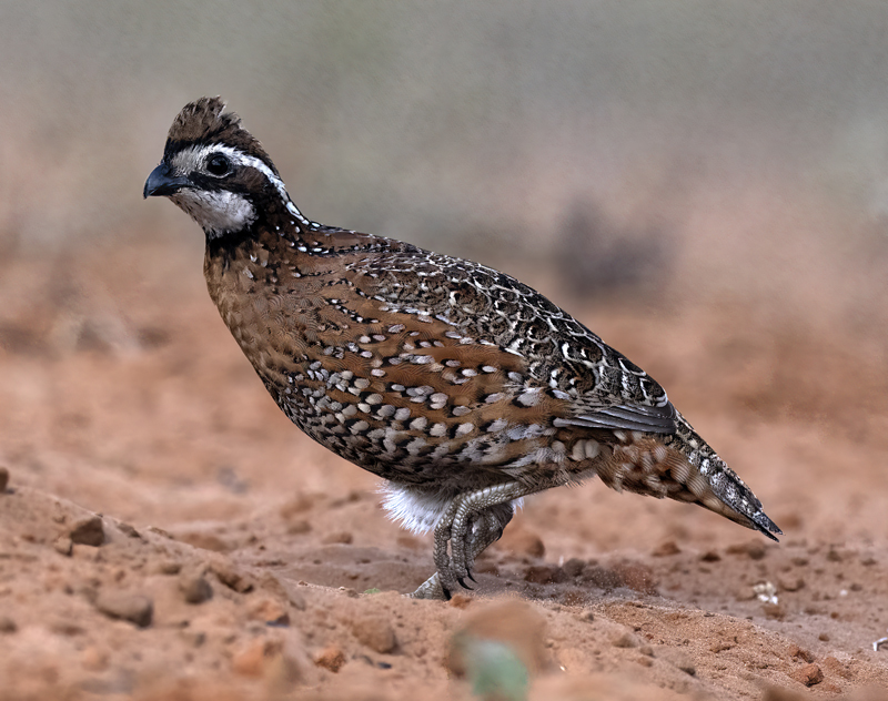 Northern_Bobwhite_22_TX_049
