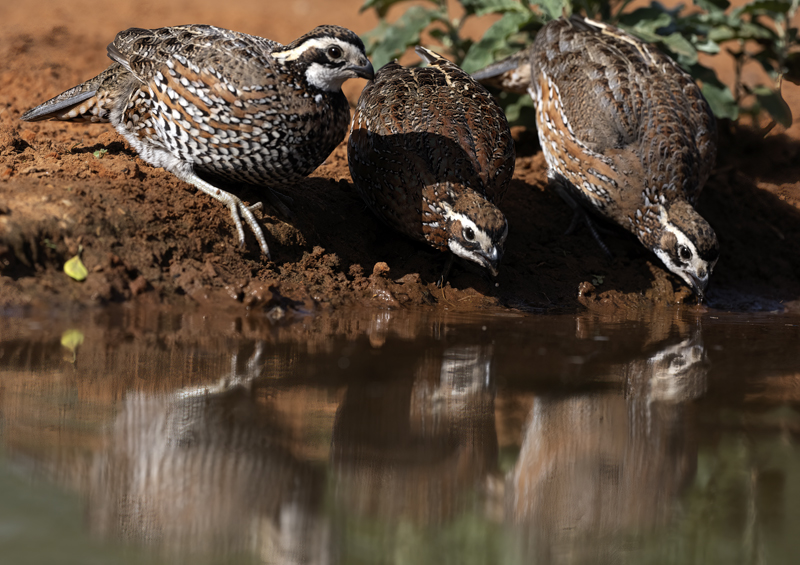 Northern_Bobwhite_22_TX_060
