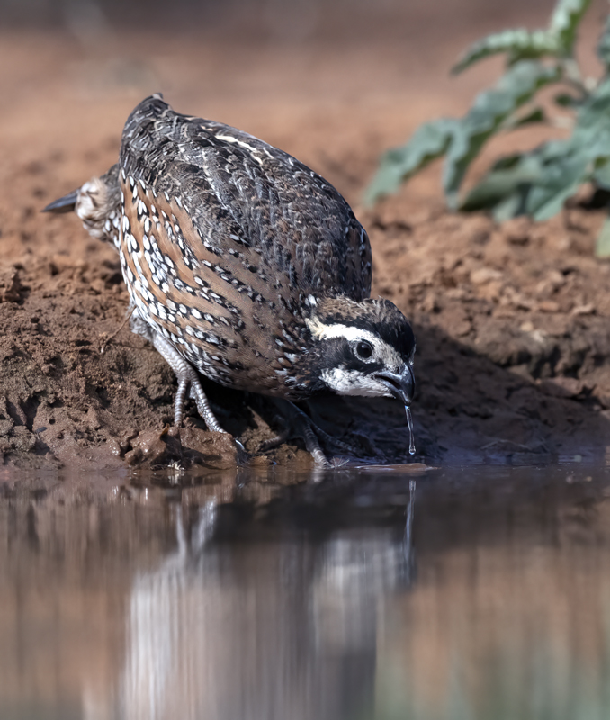 Northern_Bobwhite_22_TX_110