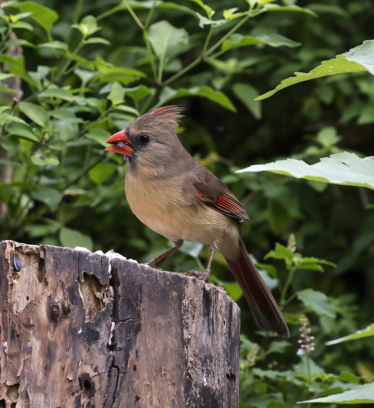 Northern_Cardinal_TX_18_005