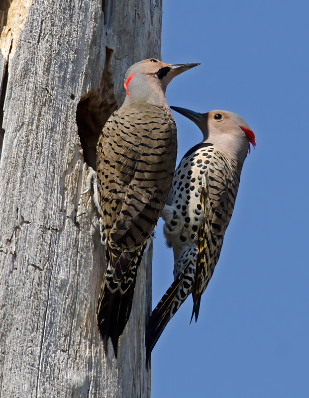 Northern_Flicker_11_FL_007