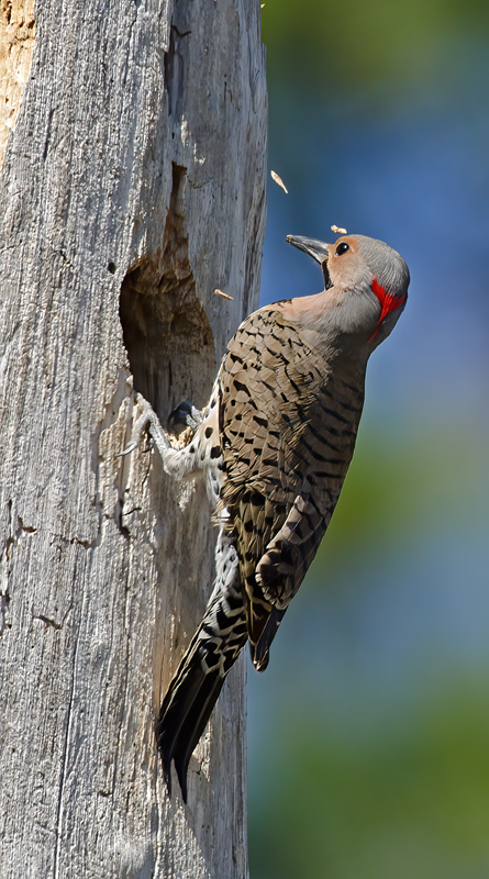 Northern_Flicker_11_FL_024