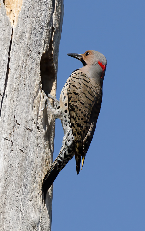 Northern_Flicker_11_FL_061