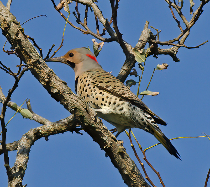 Northern_Flicker_12_NJ_004