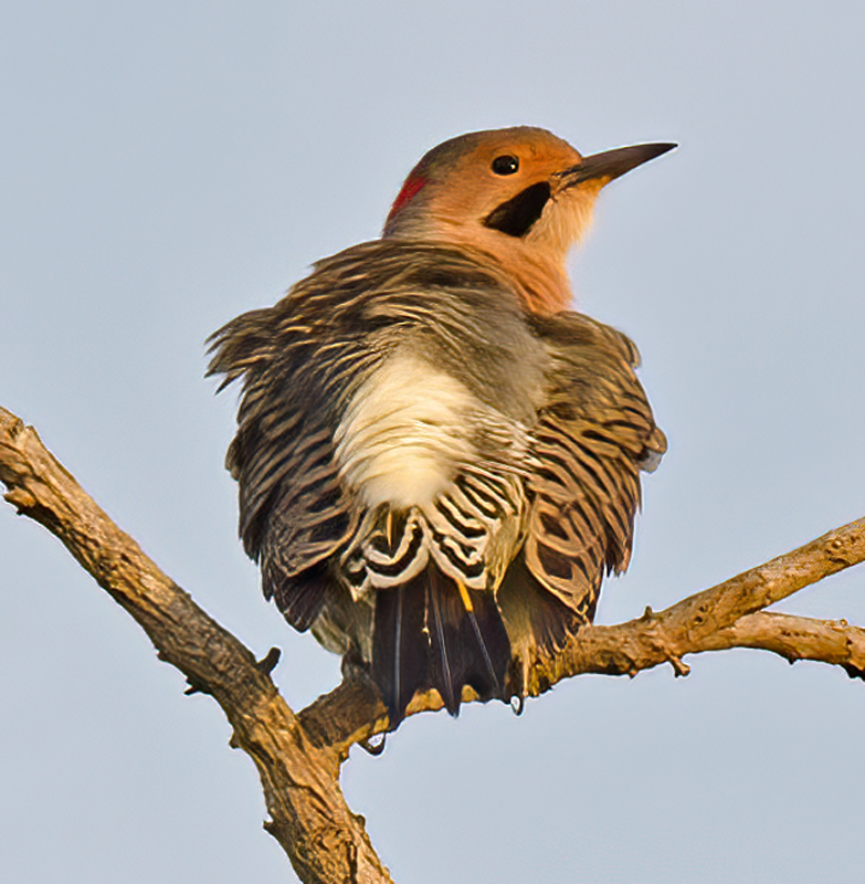 Northern_Flicker_12_NJ_007