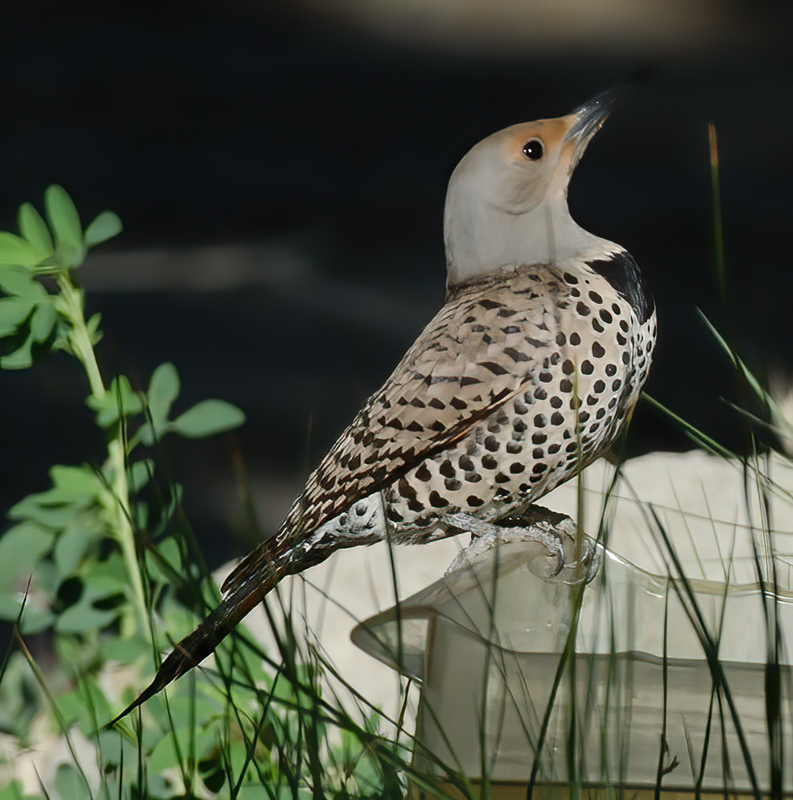 Northern_Flicker_13_CA_005
